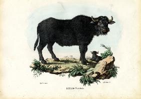 Buffalo