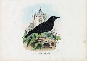 Common Starling