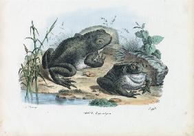 Common Toad