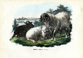 Domestic Sheep