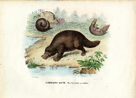 Duck-Billed Platypus