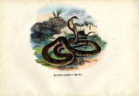 Egyptian Cobra