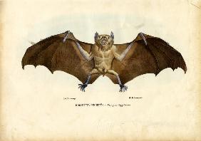 Egyptian Fruit Bat