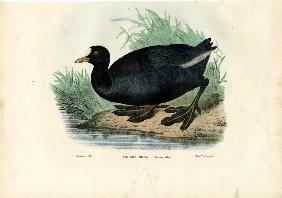 Eurasian Coot