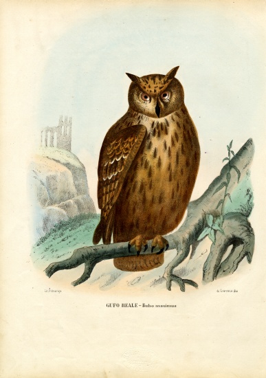 Eurasian Eagle Owl od Raimundo Petraroja