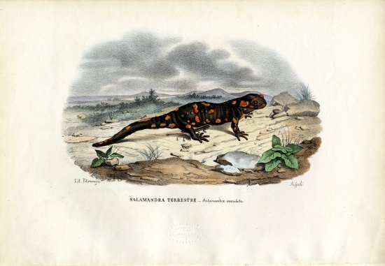 Fire Salamander od Raimundo Petraroja