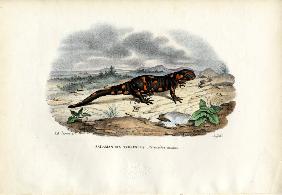 Fire Salamander