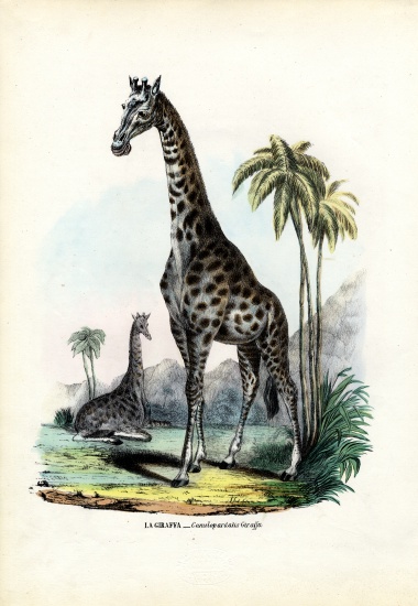 Giraffe od Raimundo Petraroja