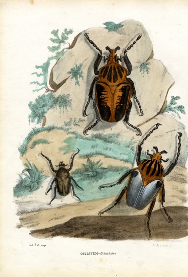 Goliath Beetles od Raimundo Petraroja