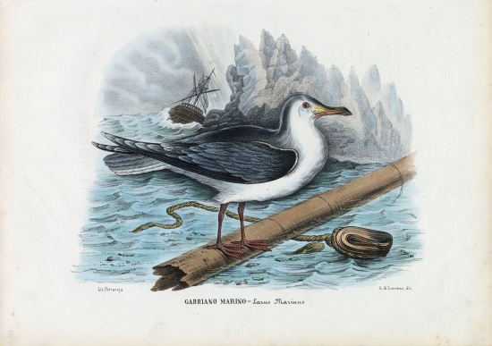 Great Black-Backed Gull od Raimundo Petraroja