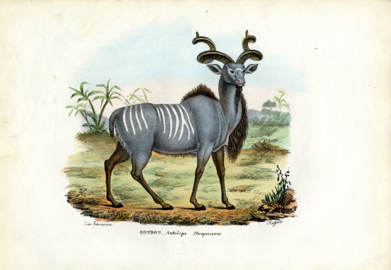 Greater Kudu od Raimundo Petraroja