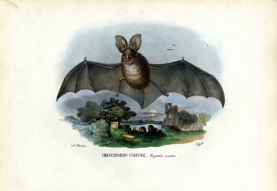 Grey Long-Eared Bat od Raimundo Petraroja