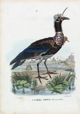 Horned Screamer