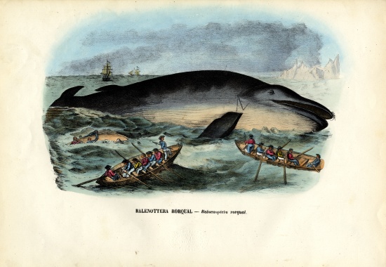 Humpback Whale od Raimundo Petraroja