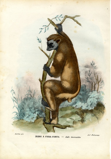 Indri od Raimundo Petraroja