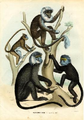 Langurs