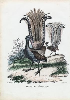 Lyrebird