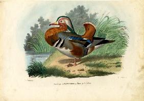 Mandarin Duck