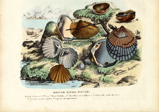 Mussels od Raimundo Petraroja