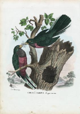 Narina Trogon