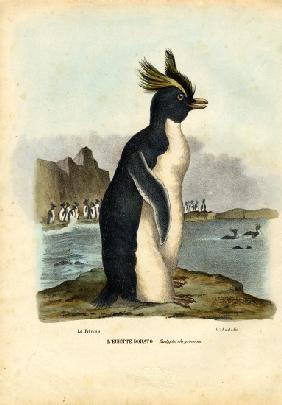 Northern Rockhopper Penguin