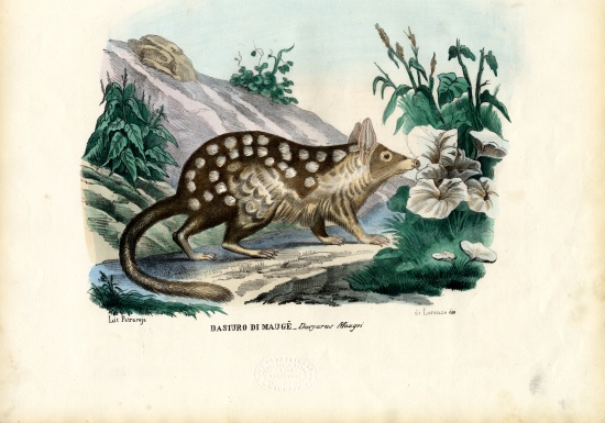 Quoll od Raimundo Petraroja