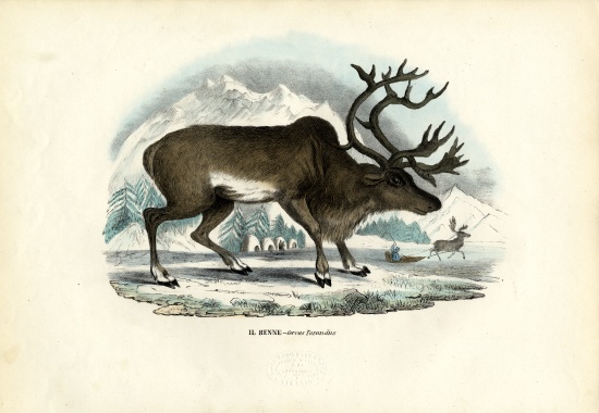 Reindeer od Raimundo Petraroja