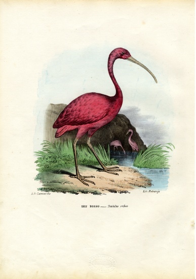 Scarlet Ibis od Raimundo Petraroja