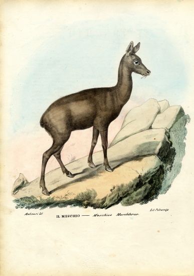 Siberian Musk Deer od Raimundo Petraroja