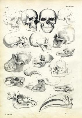 Skulls