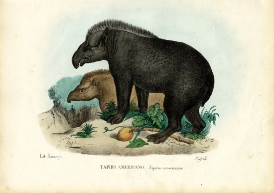 South American Tapir od Raimundo Petraroja