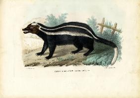 Striped Polecat