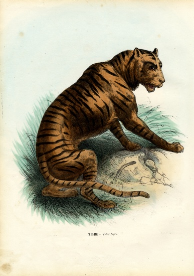 Tiger od Raimundo Petraroja