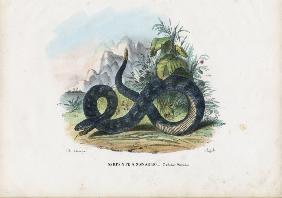 Timber Rattlesnake