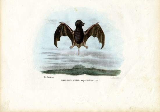 Velvety Free-Tailed Bat od Raimundo Petraroja