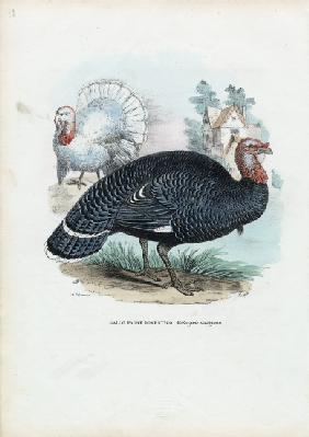 Wild Turkey