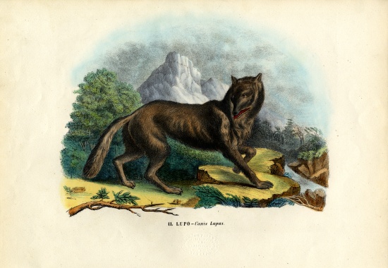 Wolf od Raimundo Petraroja