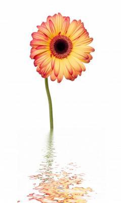 Gerbera