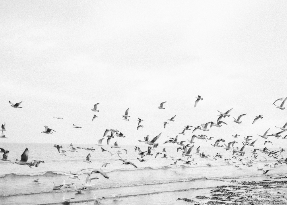 Seagulls - Coastal black and white od Raisa Zwart
