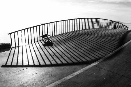 Cat on the bridge