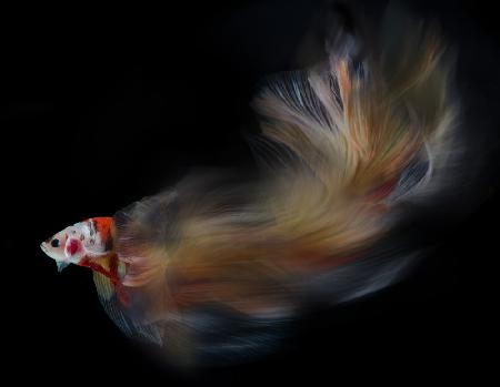 Colorful bettafish motion