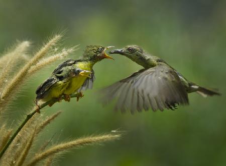 Mother’s love