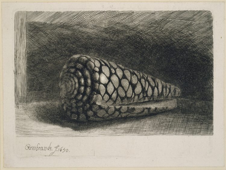 The Shell od Rembrandt van Rijn