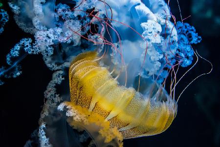 UNDERWATER DANCER