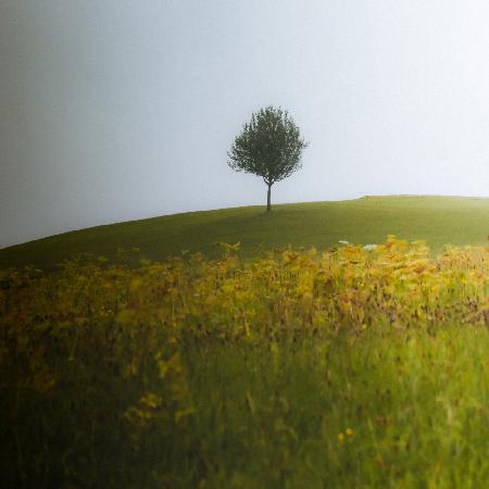 a summer day in august