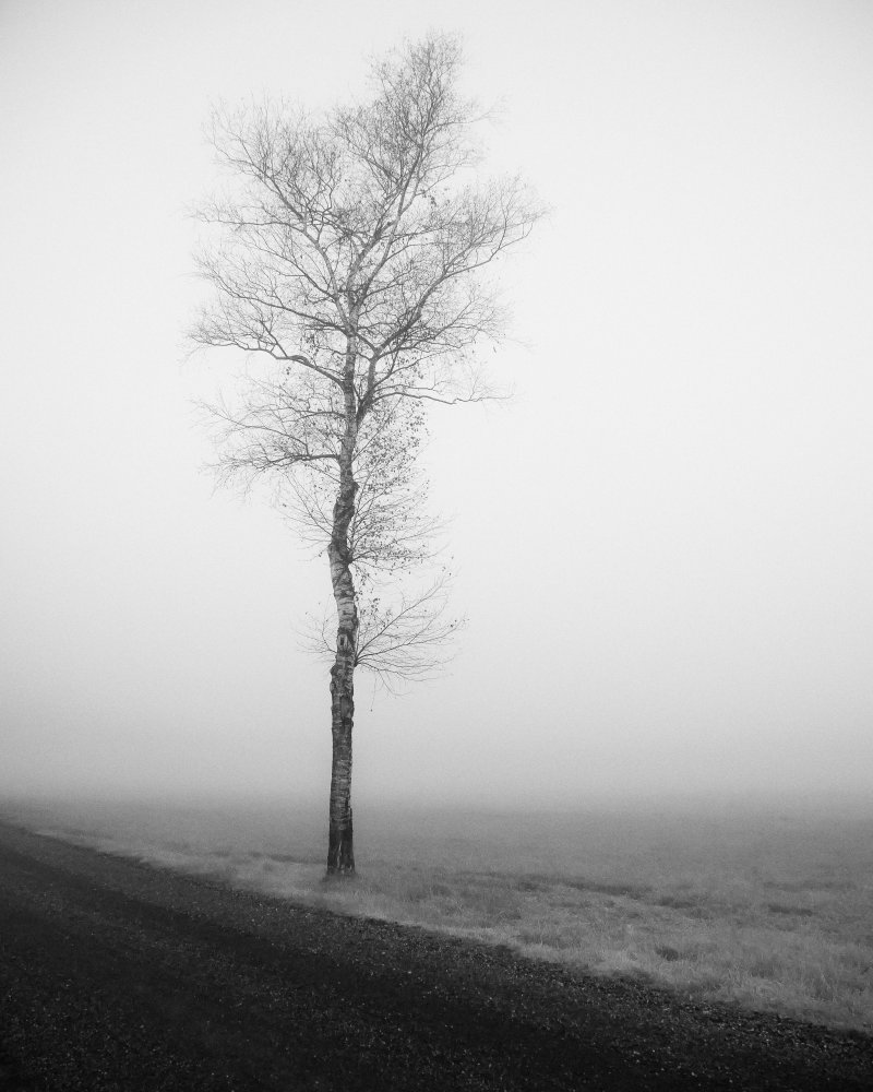 lonely tree od Renate Wasinger