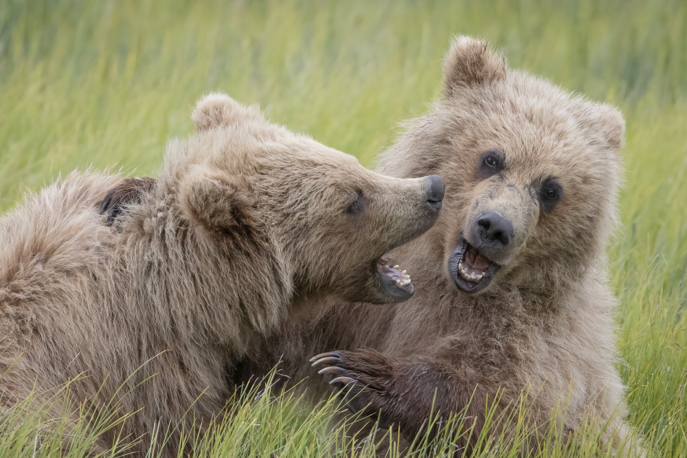 Cuddly as a Bear od Renee Doyle