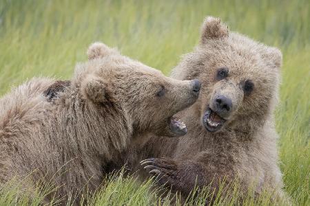 Cuddly as a Bear