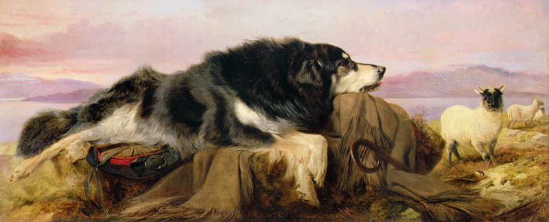 The Shepherd's Dog od Richard Ansdell