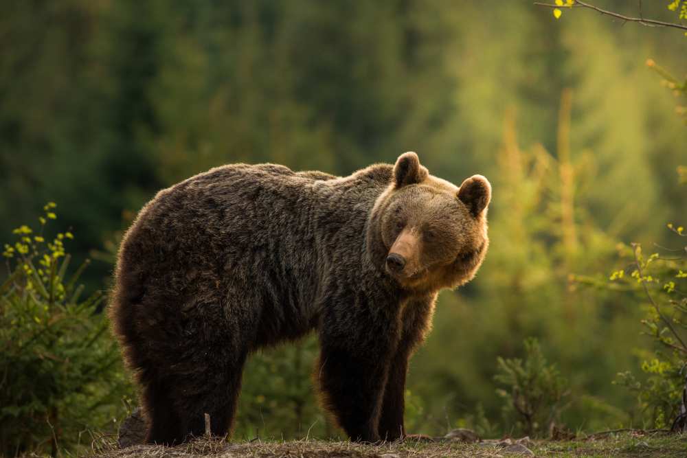 Backlit bear od Richard Krchnak